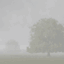 Fog